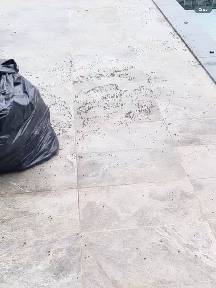 ร้องเรียนฟาร์มไก่ ปล่อยแมลงวันเป็นหมื่น ระบาดทั่วชุมชน ร้องเรียนฟาร์มไก่ ปล่อยแมลงวันเป็นหมื่น ระบาดทั่วชุมชน