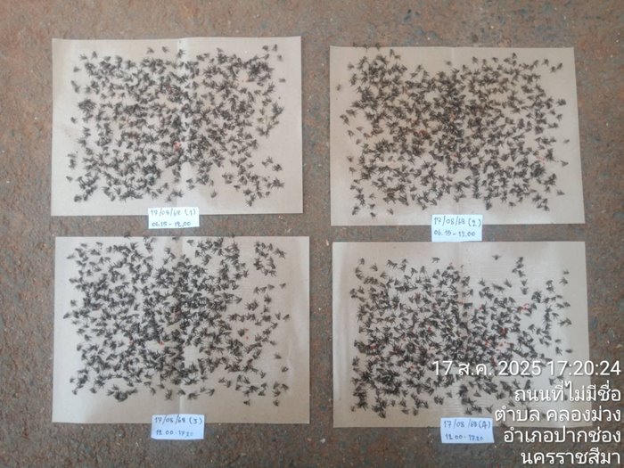 ร้องเรียนฟาร์มไก่ ปล่อยแมลงวันเป็นหมื่น ระบาดทั่วชุมชน ร้องเรียนฟาร์มไก่ ปล่อยแมลงวันเป็นหมื่น ระบาดทั่วชุมชน