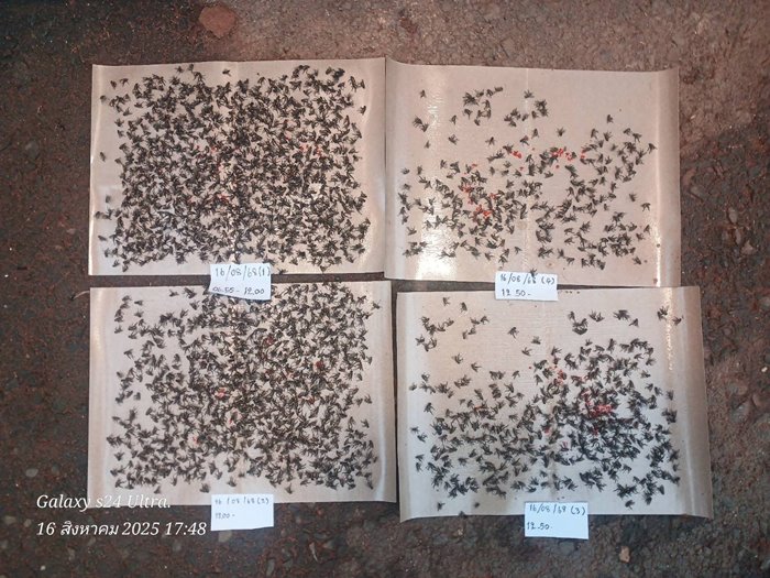 ร้องเรียนฟาร์มไก่ ปล่อยแมลงวันเป็นหมื่น ระบาดทั่วชุมชน ร้องเรียนฟาร์มไก่ ปล่อยแมลงวันเป็นหมื่น ระบาดทั่วชุมชน