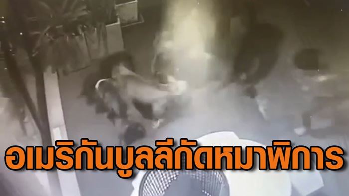 อเมริกันบูลลี 6 ตัว กรูเข้าร้าน อเมริกันบูลลี 6 ตัว กรูเข้าร้าน