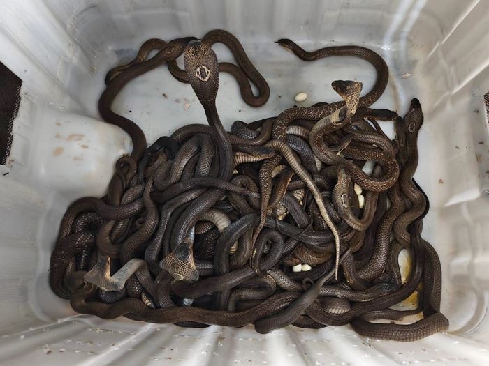 ประกาศขายงูเห่ายกคอก ประกาศขายงูเห่ายกคอก