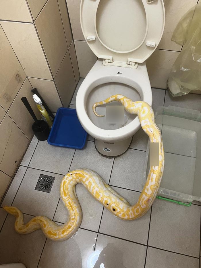 งูขี้ลงโถส้วม งูขี้ลงโถส้วม