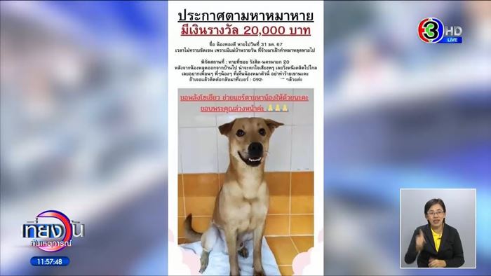 หมาหาย ใครเจอให้ 5 หมื่น สาวหล่อส่งคืนไม่ได้เงิน หมาหาย ใครเจอให้ 5 หมื่น สาวหล่อส่งคืนไม่ได้เงิน