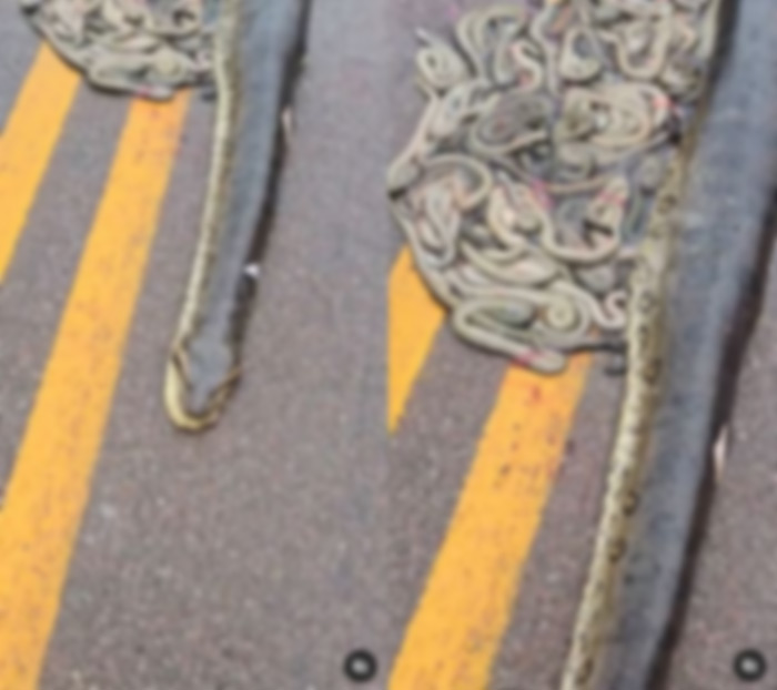 แม่งูท้องแก่ถูกรถเหยียบ - ท้องแตก แม่งูท้องแก่ถูกรถเหยียบ - ท้องแตก