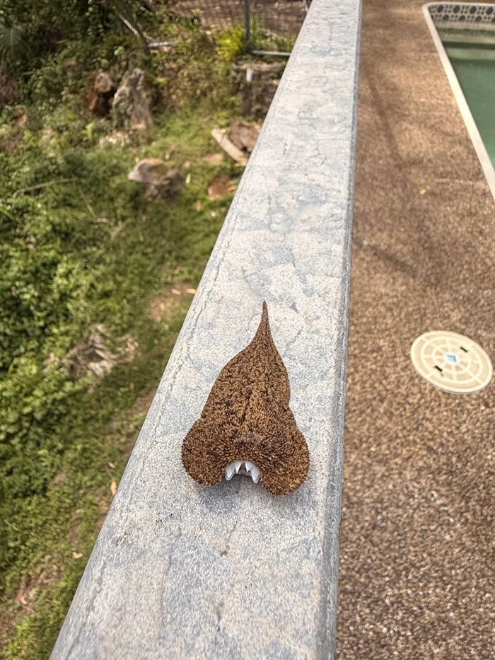 ตัวประหลาดนี้ ที่แท้คือตัวอะไร ตัวประหลาดนี้ ที่แท้คือตัวอะไร