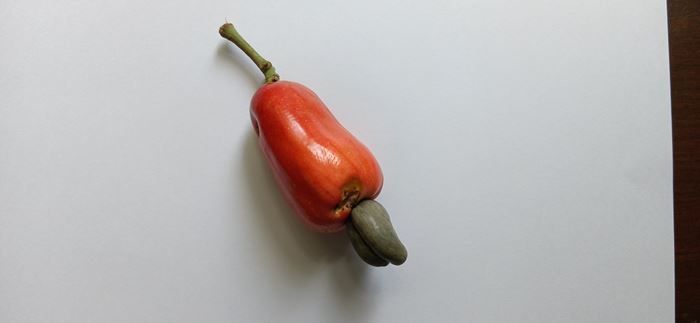 มะม่วงหิมพานต์ มะม่วงหิมพานต์