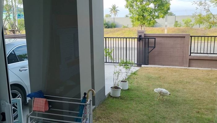 หนุ่มซื้อบ้านหรู เจอเพื่อนบ้านเลี้ยงไก่ชน ทนเสียงขันทั้งวันมา 3 ปี หนุ่มซื้อบ้านหรู เจอเพื่อนบ้านเลี้ยงไก่ชน ทนเสียงขันทั้งวันมา 3 ปี