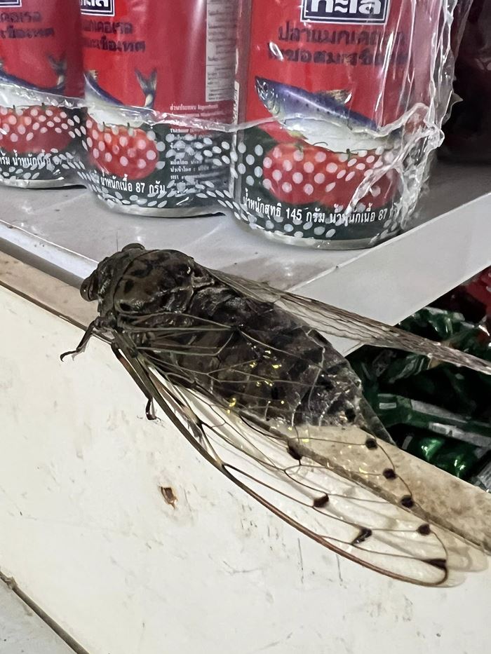 แมลงปริศนา คล้าย จักจั่น แต่ใหญ่กว่า ขนาดเกือบเท่ากระป๋อง เฉลยแล้วคือตัวอะไร แมลงปริศนา คล้าย จักจั่น แต่ใหญ่กว่า ขนาดเกือบเท่ากระป๋อง เฉลยแล้วคือตัวอะไร