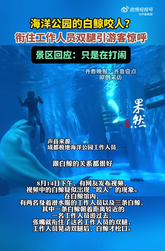 วาฬพุ่งงับผู้ดูแล วาฬพุ่งงับผู้ดูแล