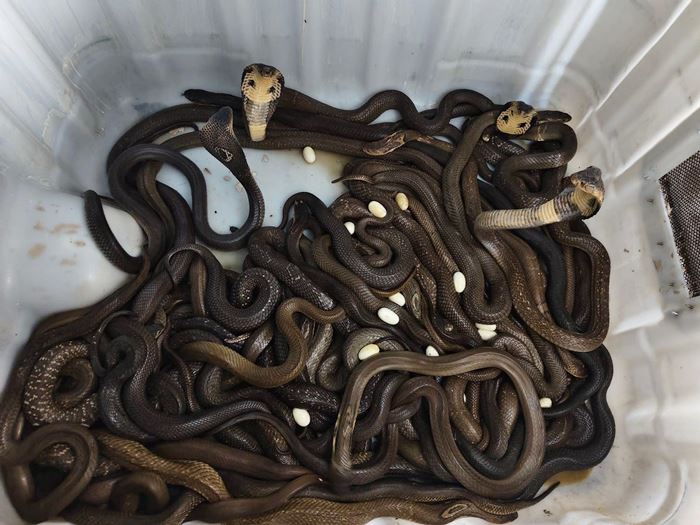 ประกาศขายงูเห่ายกคอก ประกาศขายงูเห่ายกคอก