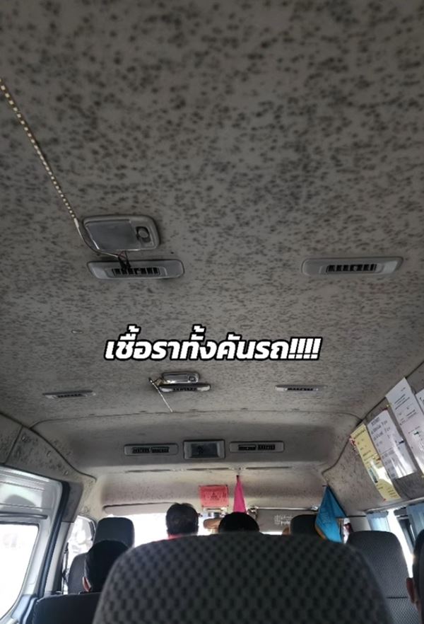 เชื้อราในรถ เชื้อราในรถ