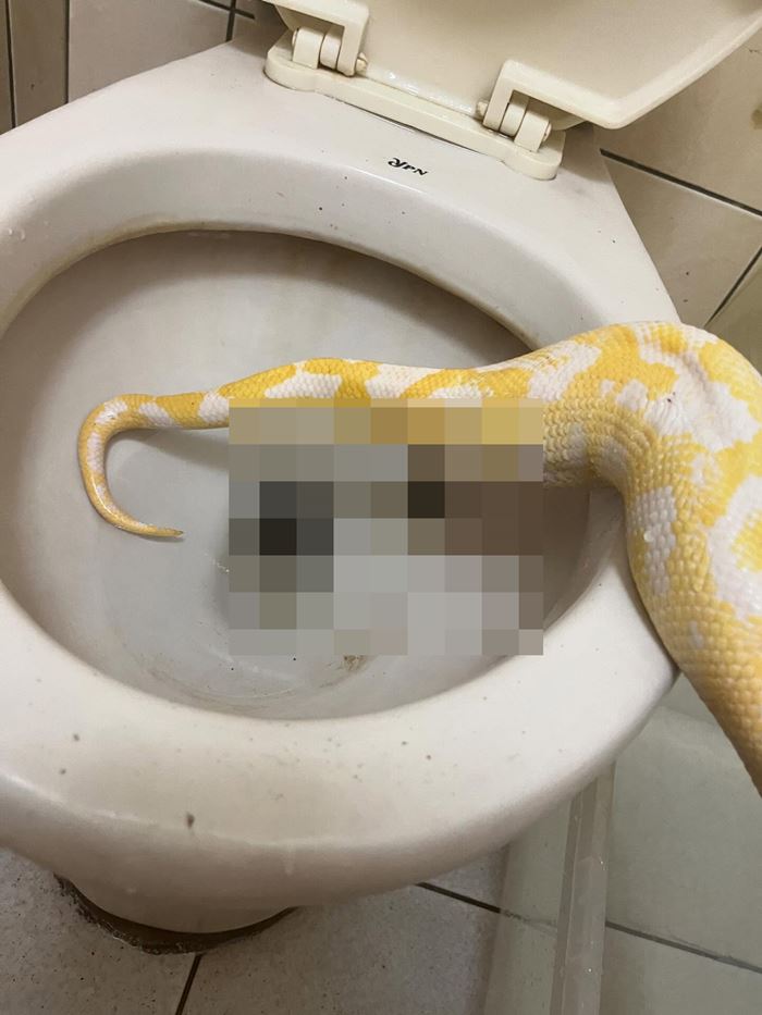 งูขี้ลงโถส้วม งูขี้ลงโถส้วม