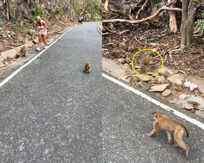 สาวฝรั่งเที่ยวไทย เจอลิงแย่งมือถือไปเซลฟี่ สาวฝรั่งเที่ยวไทย เจอลิงแย่งมือถือไปเซลฟี่