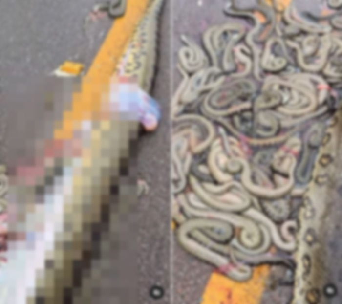 แม่งูท้องแก่ถูกรถเหยียบ - ท้องแตก แม่งูท้องแก่ถูกรถเหยียบ - ท้องแตก