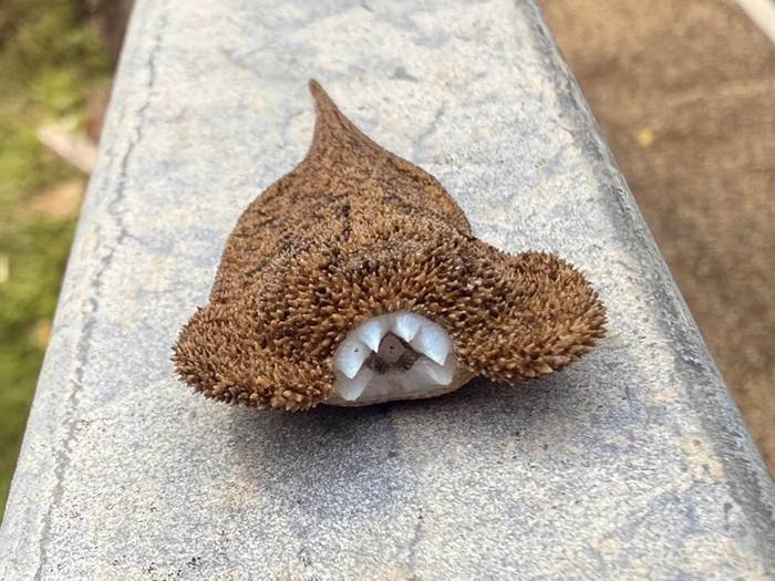 ตัวประหลาดนี้ ที่แท้คือตัวอะไร ตัวประหลาดนี้ ที่แท้คือตัวอะไร