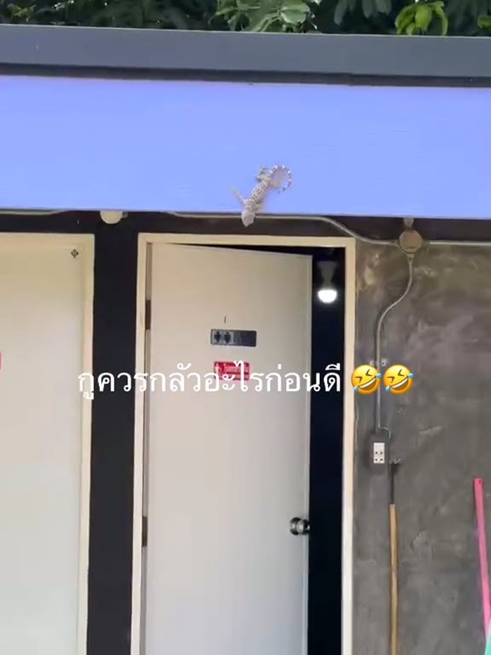 สาวไปตั้งแคมป์ เดินไปห้องน้ำ เจอตุ๊กแกยักษ์บนประตู ส่วนข้างล่างมีงูเลื้อยอยู่ สาวไปตั้งแคมป์ เดินไปห้องน้ำ เจอตุ๊กแกยักษ์บนประตู ส่วนข้างล่างมีงูเลื้อยอยู่