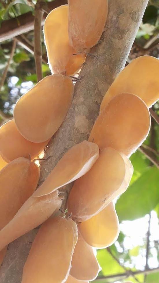 ตัวอะไรอยู่บนกิ่งไม้ ชาวเน็ตเห็นทีแรกนึกว่าผลไม้ ก่อนเฉลย ตัวอะไรอยู่บนกิ่งไม้ ชาวเน็ตเห็นทีแรกนึกว่าผลไม้ ก่อนเฉลย