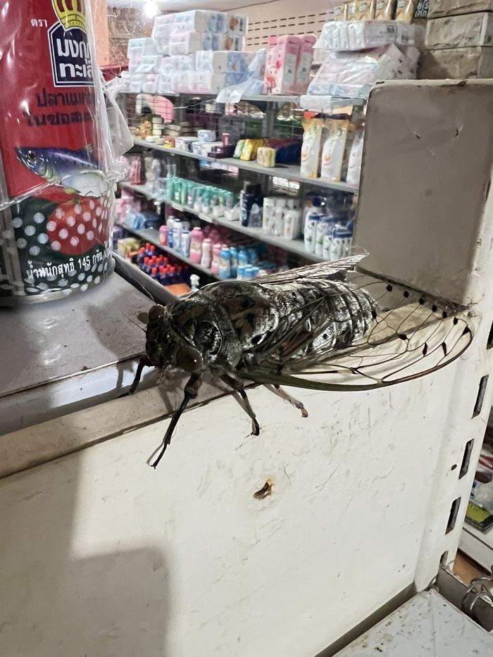 แมลงปริศนา คล้าย จักจั่น แต่ใหญ่กว่า ขนาดเกือบเท่ากระป๋อง เฉลยแล้วคือตัวอะไร แมลงปริศนา คล้าย จักจั่น แต่ใหญ่กว่า ขนาดเกือบเท่ากระป๋อง เฉลยแล้วคือตัวอะไร