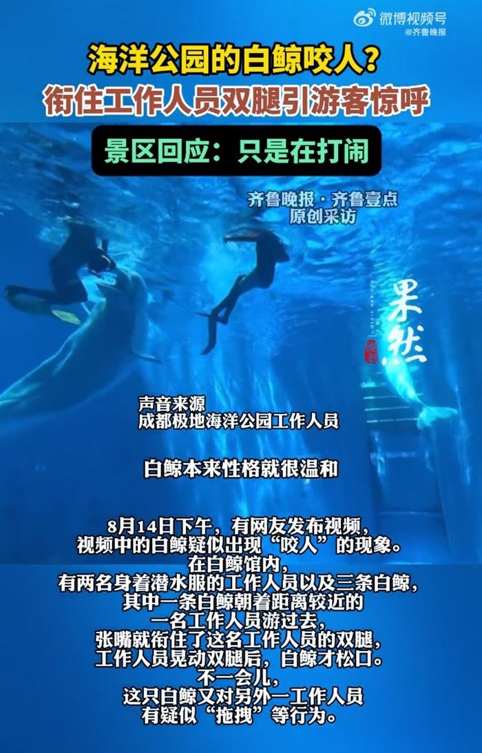 วาฬพุ่งงับผู้ดูแล วาฬพุ่งงับผู้ดูแล