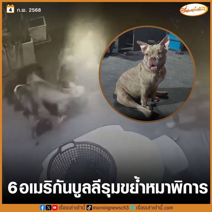 อเมริกันบูลลี 6 ตัว กรูเข้าร้าน อเมริกันบูลลี 6 ตัว กรูเข้าร้าน