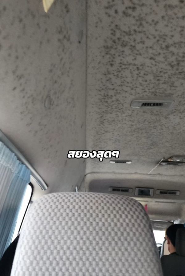 เชื้อราในรถ เชื้อราในรถ