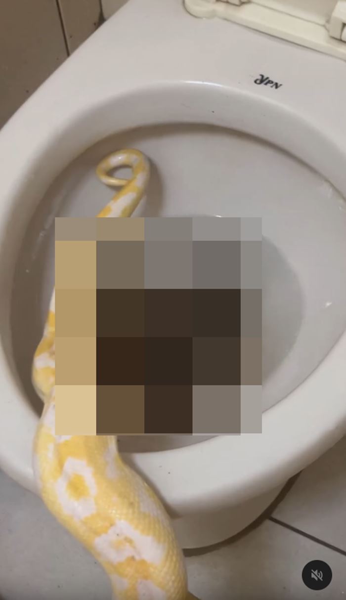 งูขี้ลงโถส้วม งูขี้ลงโถส้วม