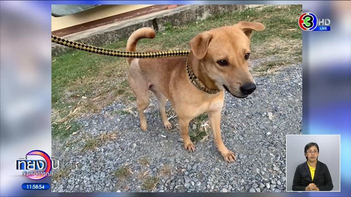 หมาหาย ใครเจอให้ 5 หมื่น สาวหล่อส่งคืนไม่ได้เงิน หมาหาย ใครเจอให้ 5 หมื่น สาวหล่อส่งคืนไม่ได้เงิน