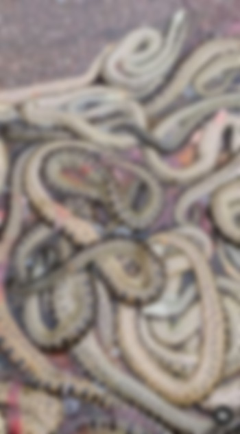 แม่งูท้องแก่ถูกรถเหยียบ - ท้องแตก แม่งูท้องแก่ถูกรถเหยียบ - ท้องแตก