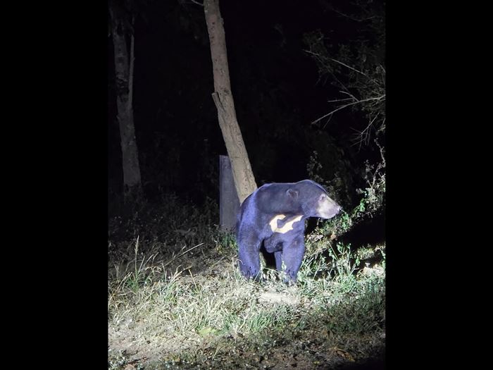 ตั้งแคมป์ในป่า อยู่ดี ๆ น้องหมีโผล่มาจอยร่วมโต๊ะ ตั้งแคมป์ในป่า อยู่ดี ๆ น้องหมีโผล่มาจอยร่วมโต๊ะ