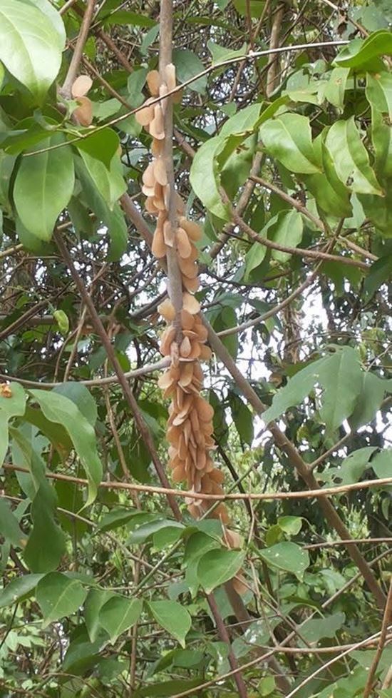 ตัวอะไรอยู่บนกิ่งไม้ ชาวเน็ตเห็นทีแรกนึกว่าผลไม้ ก่อนเฉลย ตัวอะไรอยู่บนกิ่งไม้ ชาวเน็ตเห็นทีแรกนึกว่าผลไม้ ก่อนเฉลย