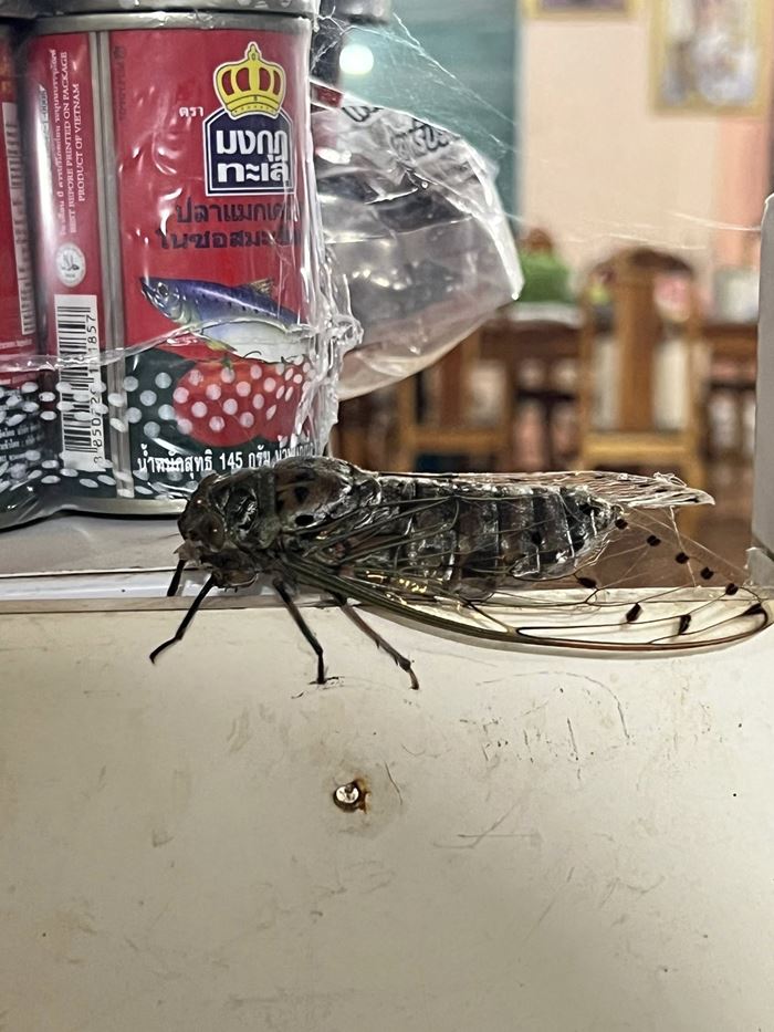 แมลงปริศนา คล้าย จักจั่น แต่ใหญ่กว่า ขนาดเกือบเท่ากระป๋อง เฉลยแล้วคือตัวอะไร แมลงปริศนา คล้าย จักจั่น แต่ใหญ่กว่า ขนาดเกือบเท่ากระป๋อง เฉลยแล้วคือตัวอะไร