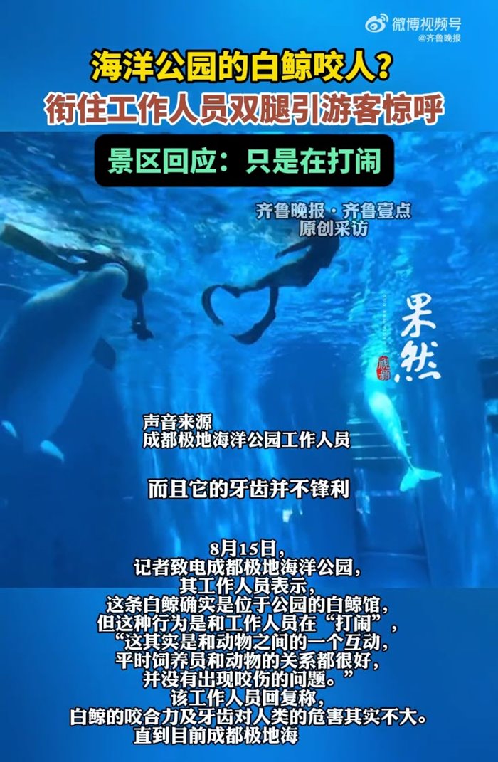 วาฬพุ่งงับผู้ดูแล วาฬพุ่งงับผู้ดูแล