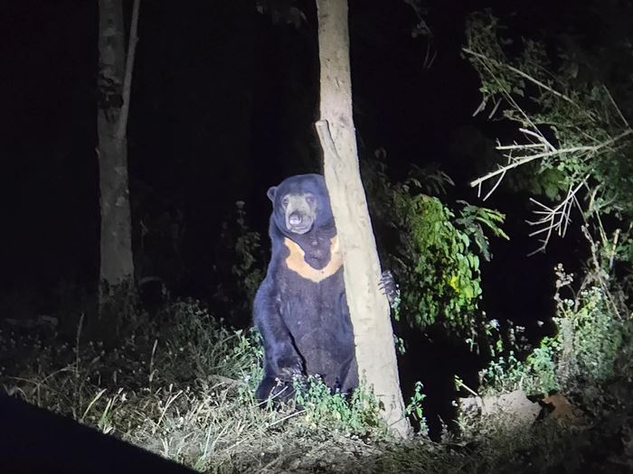 ตั้งแคมป์ในป่า อยู่ดี ๆ น้องหมีโผล่มาจอยร่วมโต๊ะ ตั้งแคมป์ในป่า อยู่ดี ๆ น้องหมีโผล่มาจอยร่วมโต๊ะ