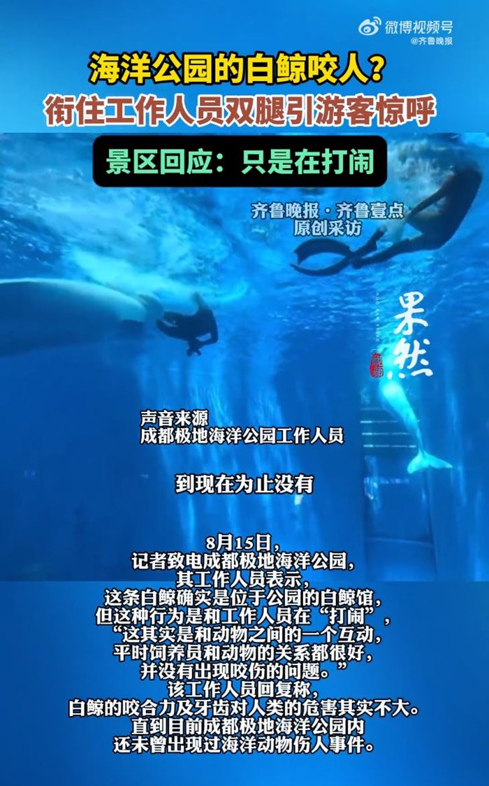 วาฬพุ่งงับผู้ดูแล วาฬพุ่งงับผู้ดูแล