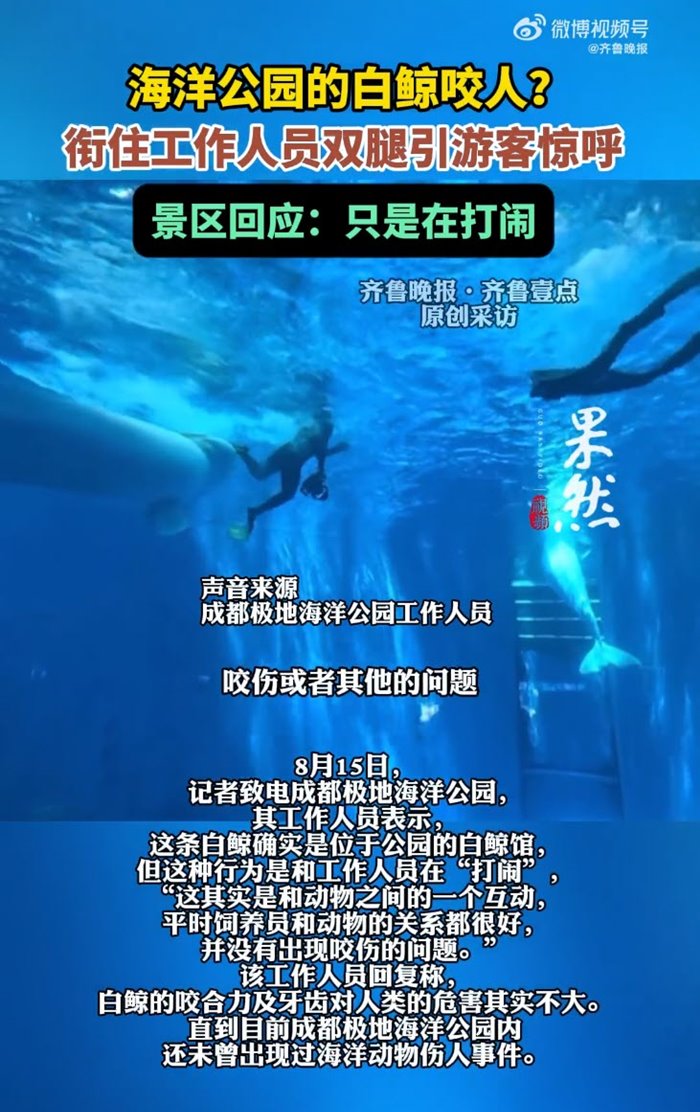 วาฬพุ่งงับผู้ดูแล วาฬพุ่งงับผู้ดูแล