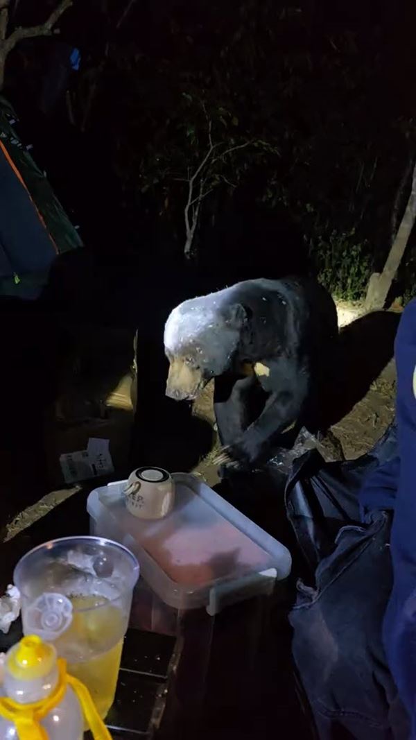 ตั้งแคมป์ในป่า อยู่ดี ๆ น้องหมีโผล่มาจอยร่วมโต๊ะ ตั้งแคมป์ในป่า อยู่ดี ๆ น้องหมีโผล่มาจอยร่วมโต๊ะ