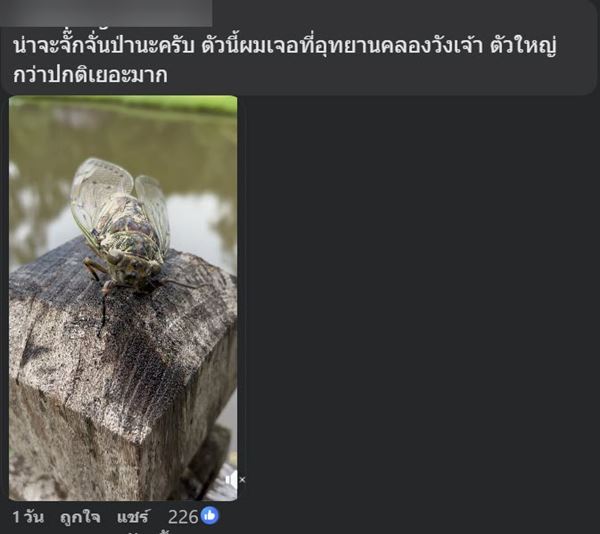 แมลงปริศนา คล้าย จักจั่น แต่ใหญ่กว่า ขนาดเกือบเท่ากระป๋อง เฉลยแล้วคือตัวอะไร แมลงปริศนา คล้าย จักจั่น แต่ใหญ่กว่า ขนาดเกือบเท่ากระป๋อง เฉลยแล้วคือตัวอะไร