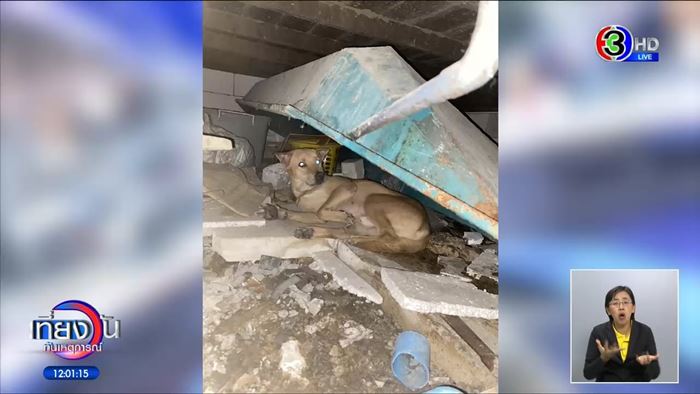 หมาหาย ใครเจอให้ 5 หมื่น สาวหล่อส่งคืนไม่ได้เงิน หมาหาย ใครเจอให้ 5 หมื่น สาวหล่อส่งคืนไม่ได้เงิน