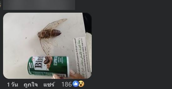 แมลงปริศนา คล้าย จักจั่น แต่ใหญ่กว่า ขนาดเกือบเท่ากระป๋อง เฉลยแล้วคือตัวอะไร แมลงปริศนา คล้าย จักจั่น แต่ใหญ่กว่า ขนาดเกือบเท่ากระป๋อง เฉลยแล้วคือตัวอะไร