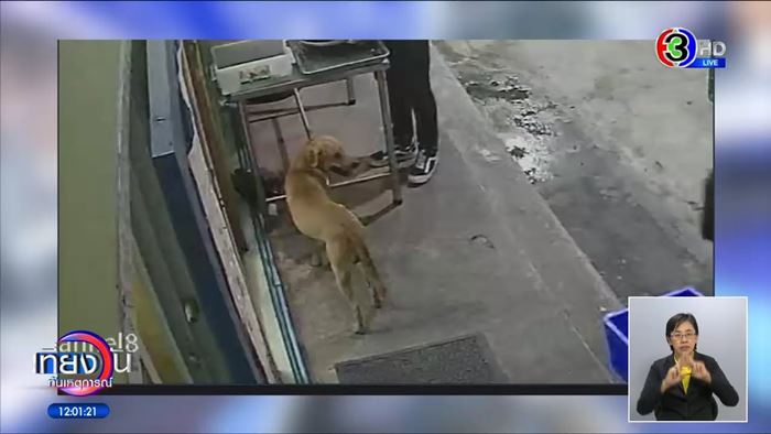 หมาหาย ใครเจอให้ 5 หมื่น สาวหล่อส่งคืนไม่ได้เงิน หมาหาย ใครเจอให้ 5 หมื่น สาวหล่อส่งคืนไม่ได้เงิน