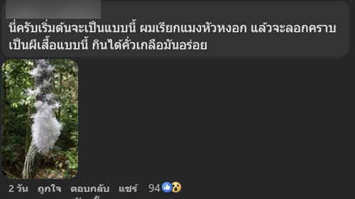 ตัวอะไรอยู่บนกิ่งไม้ ชาวเน็ตเห็นทีแรกนึกว่าผลไม้ ก่อนเฉลย ตัวอะไรอยู่บนกิ่งไม้ ชาวเน็ตเห็นทีแรกนึกว่าผลไม้ ก่อนเฉลย