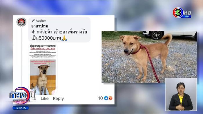 หมาหาย ใครเจอให้ 5 หมื่น สาวหล่อส่งคืนไม่ได้เงิน หมาหาย ใครเจอให้ 5 หมื่น สาวหล่อส่งคืนไม่ได้เงิน