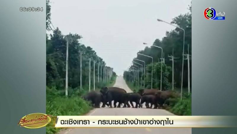 กระบะชนช้างป่าเขาอ่างฤาไน กระบะชนช้างป่าเขาอ่างฤาไน