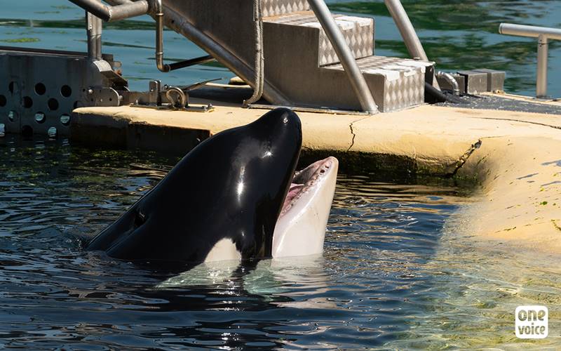 วาฬเพชรฆาต วาฬเพชรฆาต