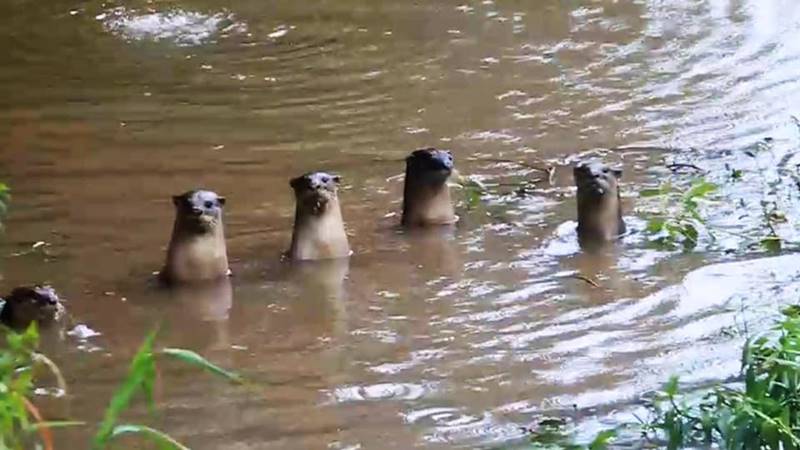 นากน้ำจืด นากน้ำจืด