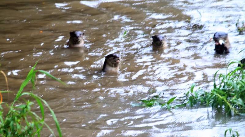 นากน้ำจืด นากน้ำจืด