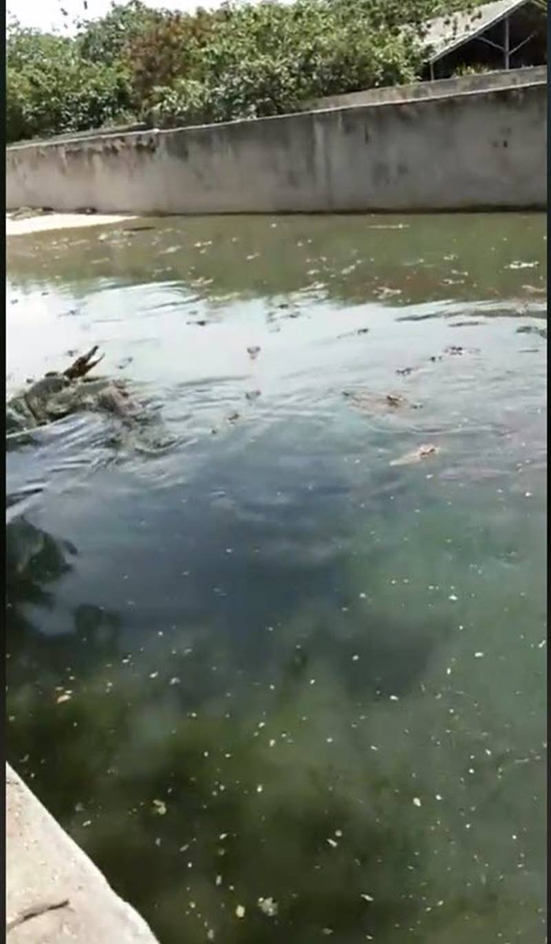 ทวี ไกรคุปต์ ทวี ไกรคุปต์