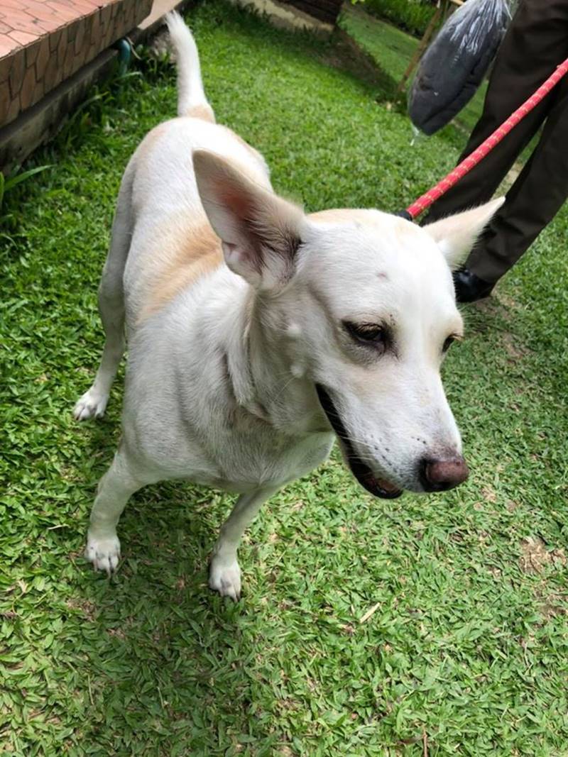 สุนัขทรงเลี้ยง สุนัขทรงเลี้ยง