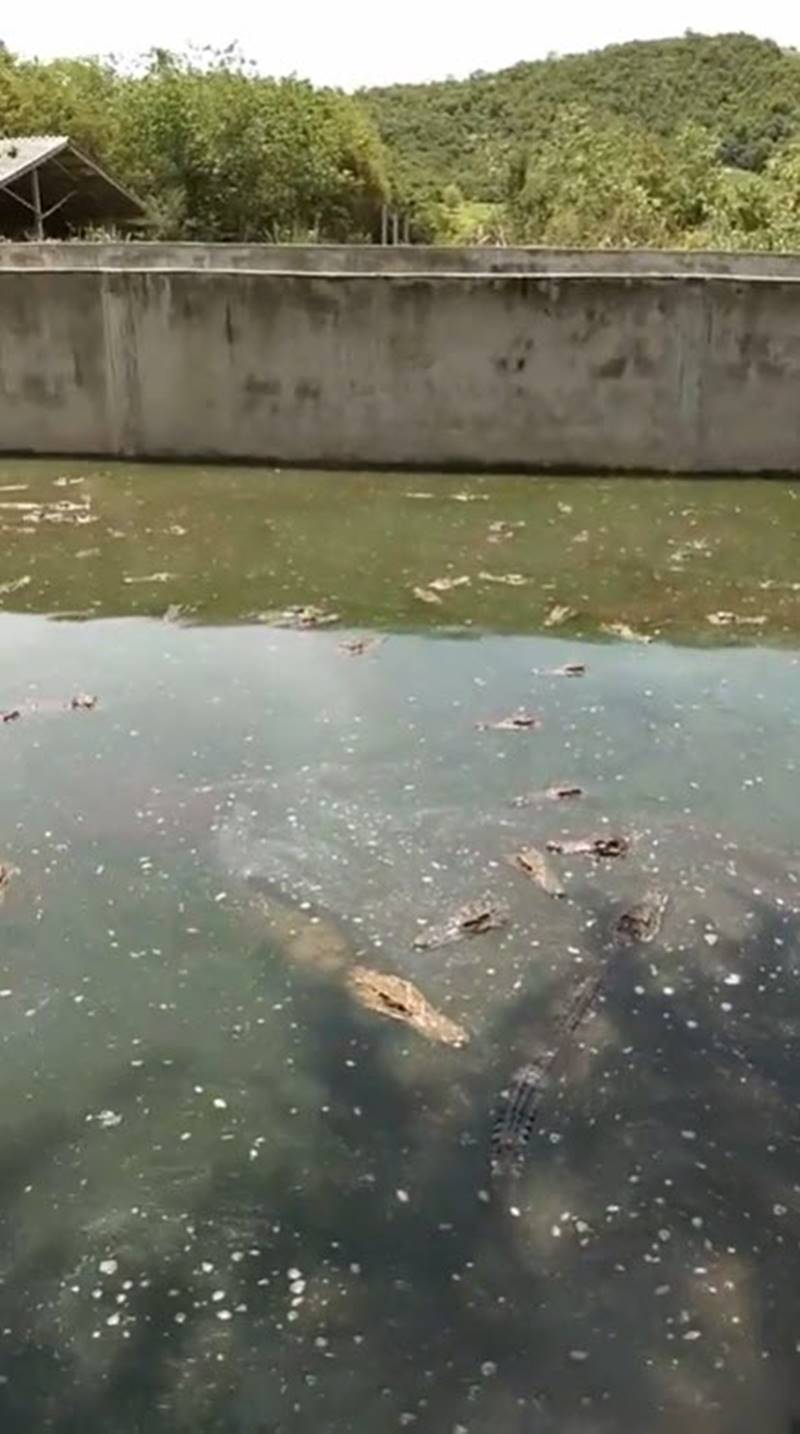 ทวี ไกรคุปต์ ทวี ไกรคุปต์