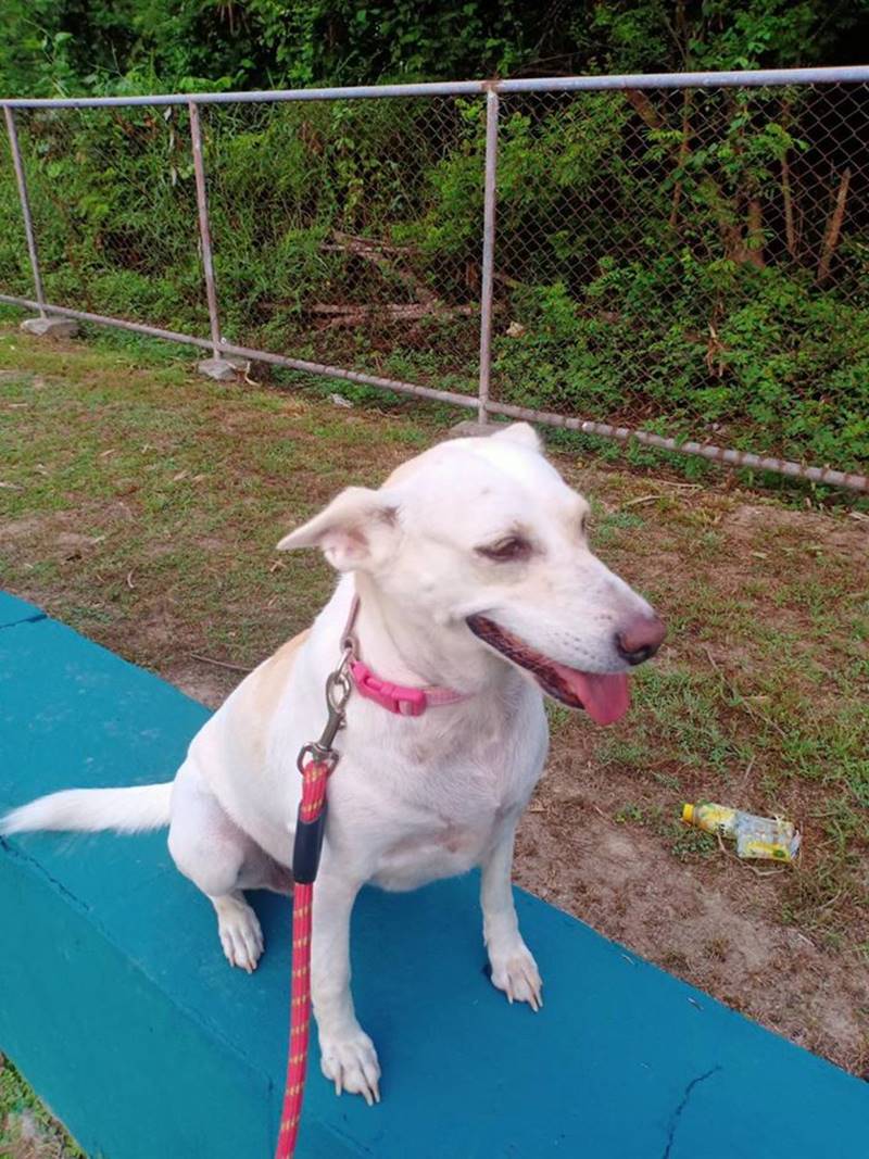 สุนัขทรงเลี้ยง สุนัขทรงเลี้ยง